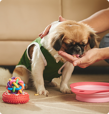 The Impact of Doggie Daycare on Your Pooch's Personality