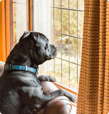 Tailored Pet Services at Poopet More Than Just Care
