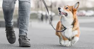 Pet Walking