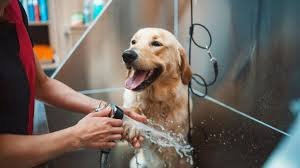 Pet Bathing