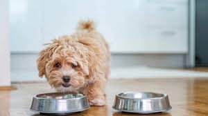 Pet Daily Feeding